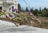 Wisteria sinensis