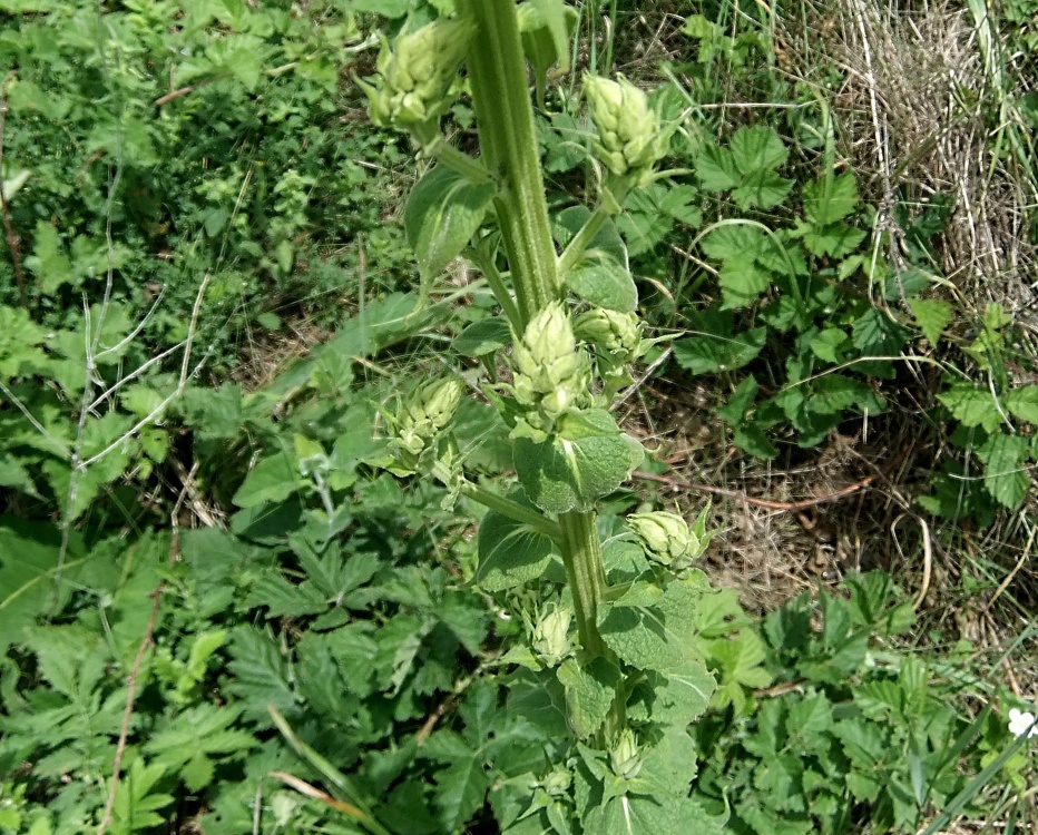 Изображение особи Verbascum pyramidatum.