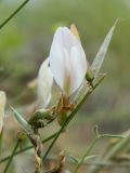 Astragalus ucrainicus