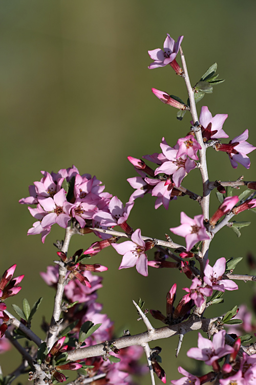 Изображение особи Amygdalus spinosissima.