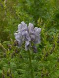 Aconitum nasutum. Соцветие. Кабардино-Балкария, Зольский р-н, долина Джилы-Су. 27.07.2012.