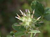 Trifolium spumosum. Соцветие. Israel, Mount Carmel. 28.03.2008.