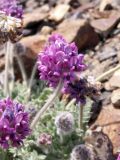 Oxytropis microsphaera. Соцветие. Киргизия, Баткенская обл., Алайский хр. 4 июля 2011 г.