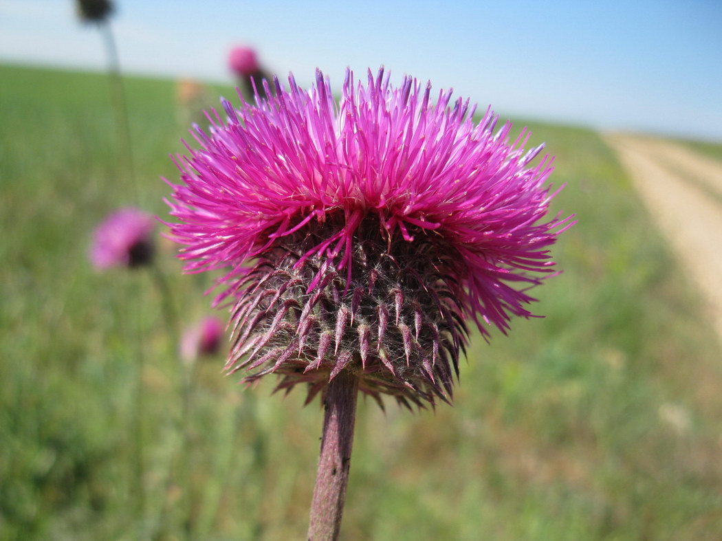 Изображение особи Carduus uncinatus ssp. davisii.