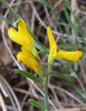 Genista depressa f. pinetorum