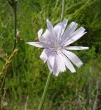 Cichorium intybus. Соцветие. Краснодарский край, север Кубани, ст. Шкуринская, пустырь. 30.06.2009.