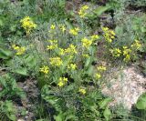 Erysimum canescens