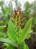 Salix myrtilloides