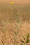 Anthemis tinctoria