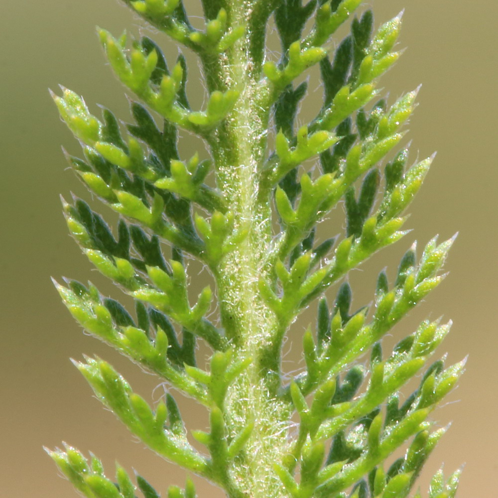 Изображение особи Achillea setacea.