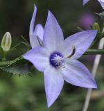 Campanula versicolor