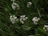 Menyanthes trifoliata