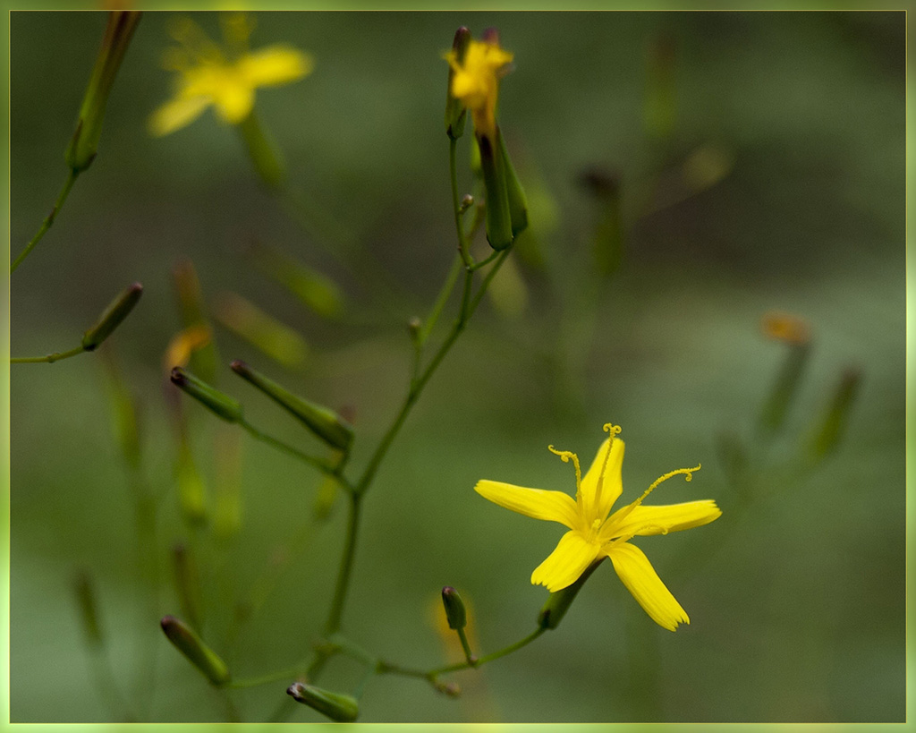 Изображение особи Mycelis muralis.