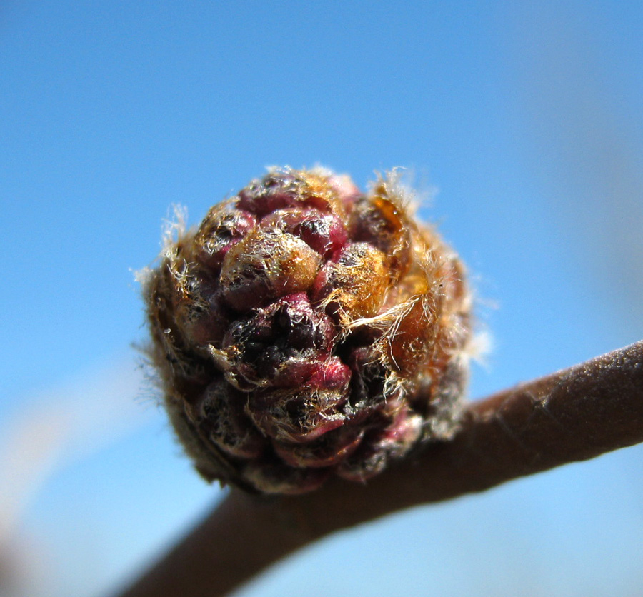 Изображение особи Ulmus glabra.