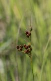 Juncus compressus