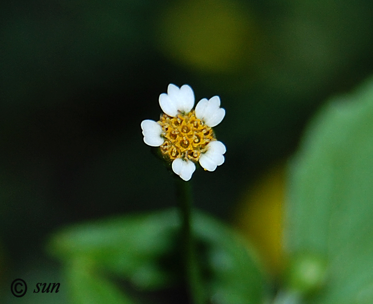 Изображение особи Galinsoga parviflora.