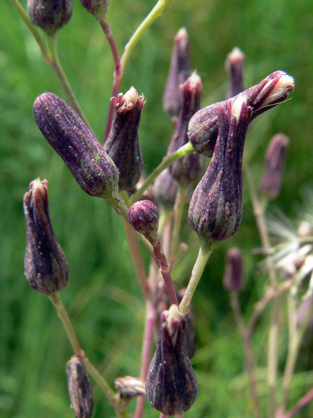 Image of Lactuca sibirica specimen.