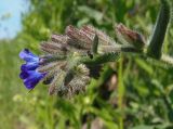 Anchusa officinalis. Часть соцветия. Украина, Тернопольская обл., Кременецкий р-н, г. Почаев, окраина города. 02.06.2015.