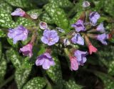 Pulmonaria saccharata