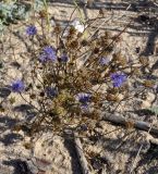 Jasione heldreichii