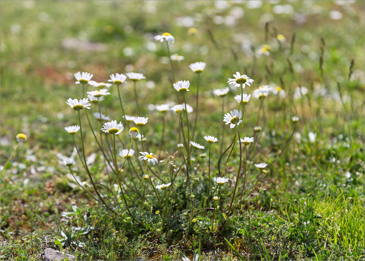 Изображение особи род Anthemis.