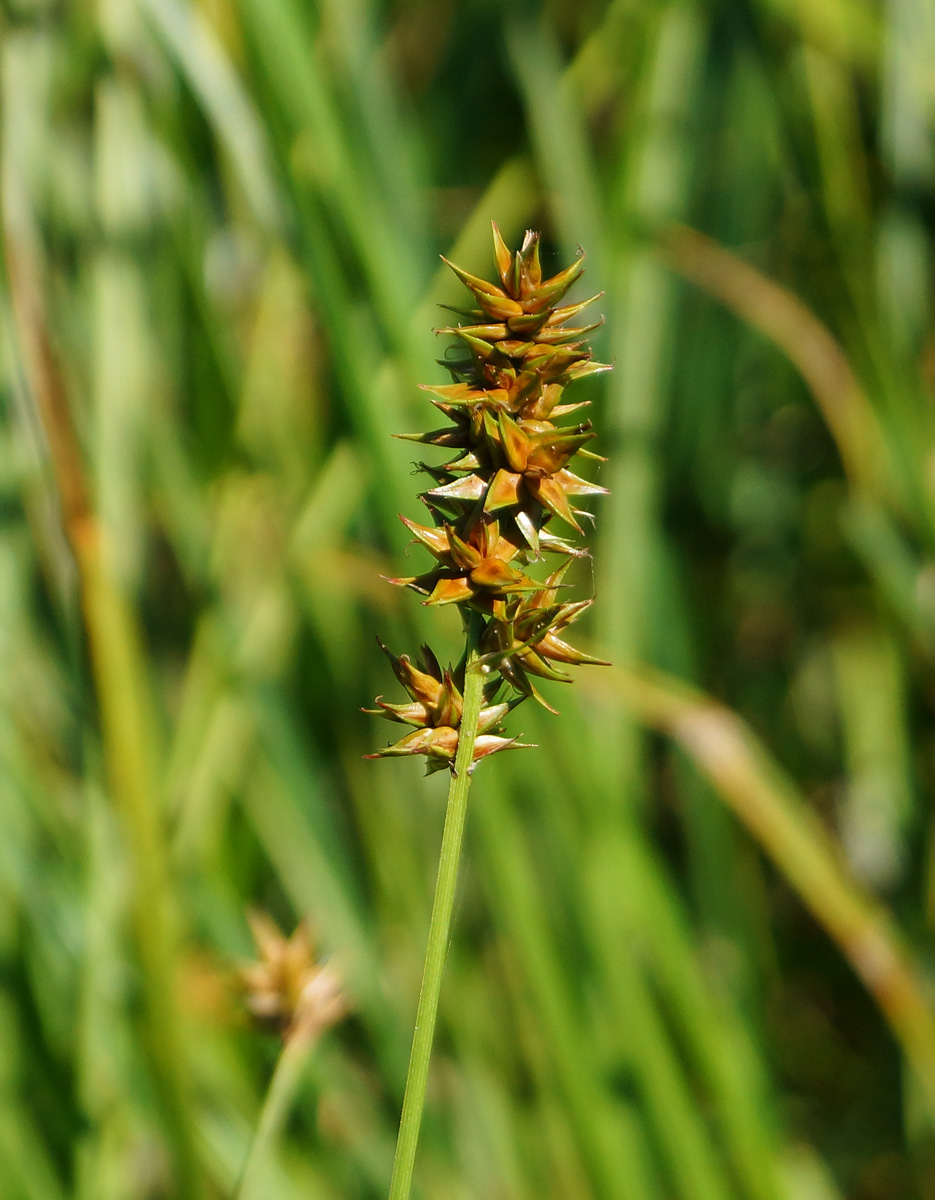 Изображение особи Carex spicata.