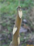 Ailanthus altissima. Верхушка молодого побега с листовыми рубцами. Украина, г. Николаев, Заводской р-н, парк \"Лески\". 28.12.2017.