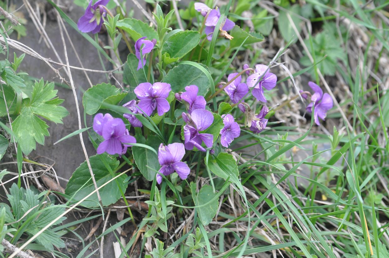 Image of genus Viola specimen.