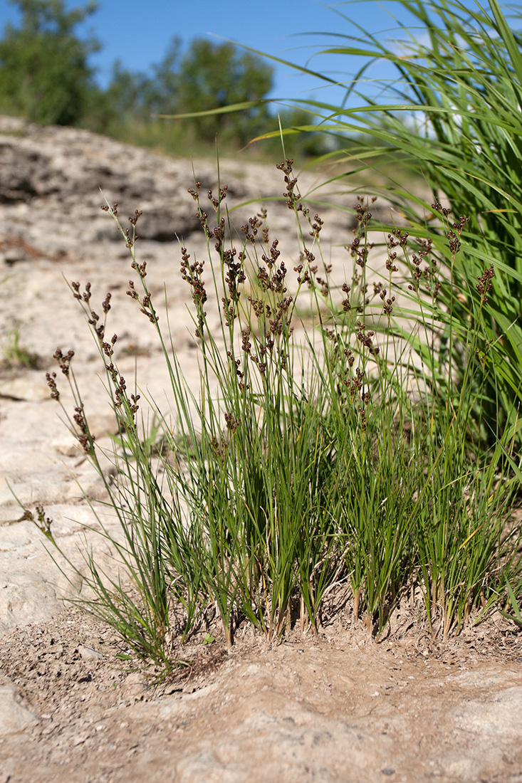 Изображение особи Juncus compressus.