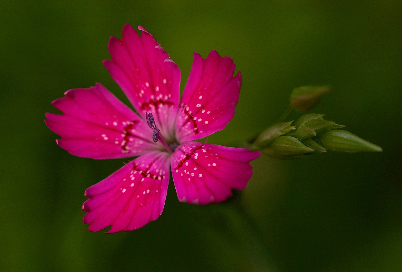 Изображение особи Dianthus deltoides.