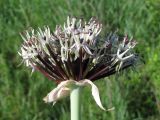 Allium cyrilli