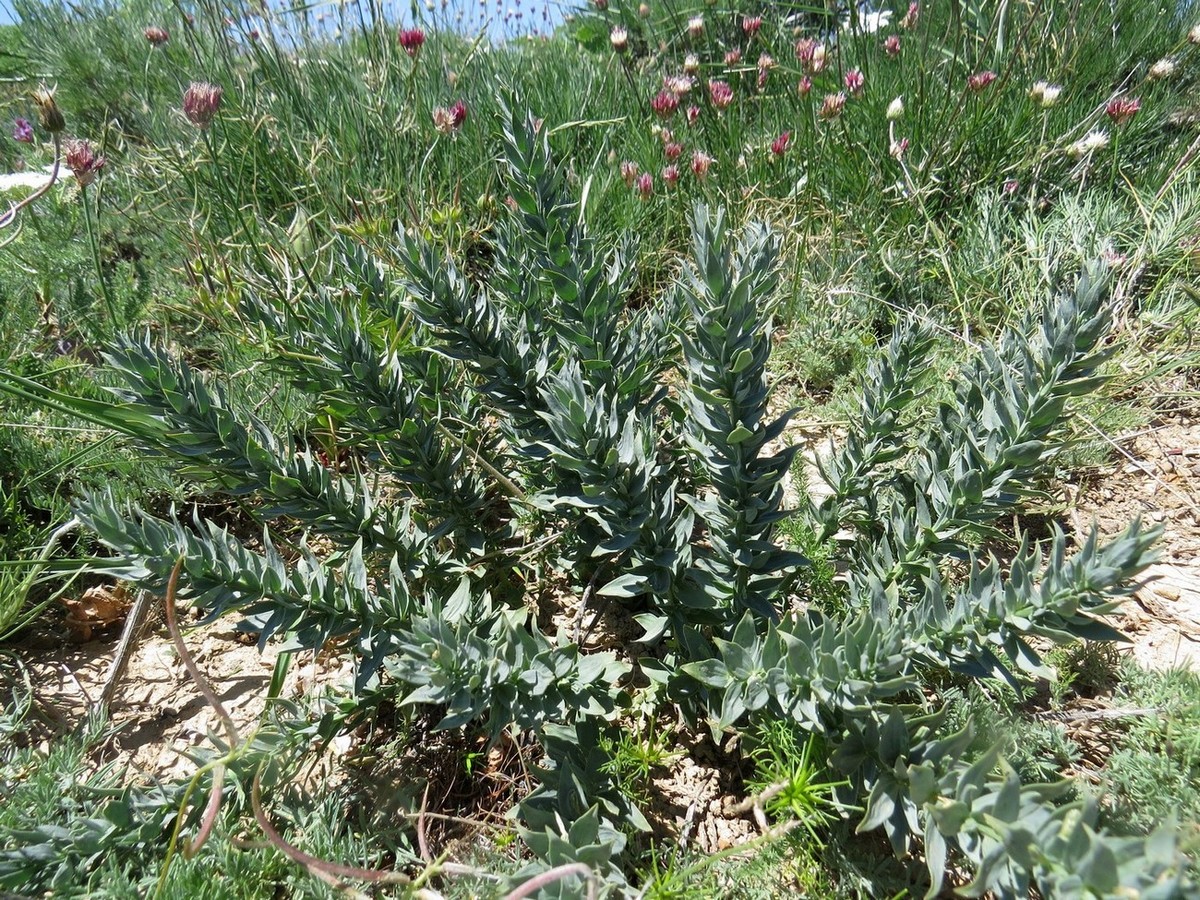 Image of Thesium minkwitzianum specimen.