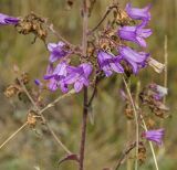 Campanula sibirica. Часть соцветия. Башкортостан, Учалинский р-н, Ильчигуловский сельсовет, окр. дер. Мулдашево, хр. Нурали, степной каменистый склон, ≈ 700 м н.у.м. 7 сентября 2018 г.