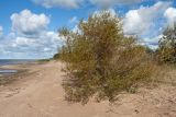 Salix acutifolia. Вегетирующее растение. Псковская обл., Гдовский р-н, дер. Лунёвщина, берег Чудского озера, песчаный пляж. 29.09.2018.