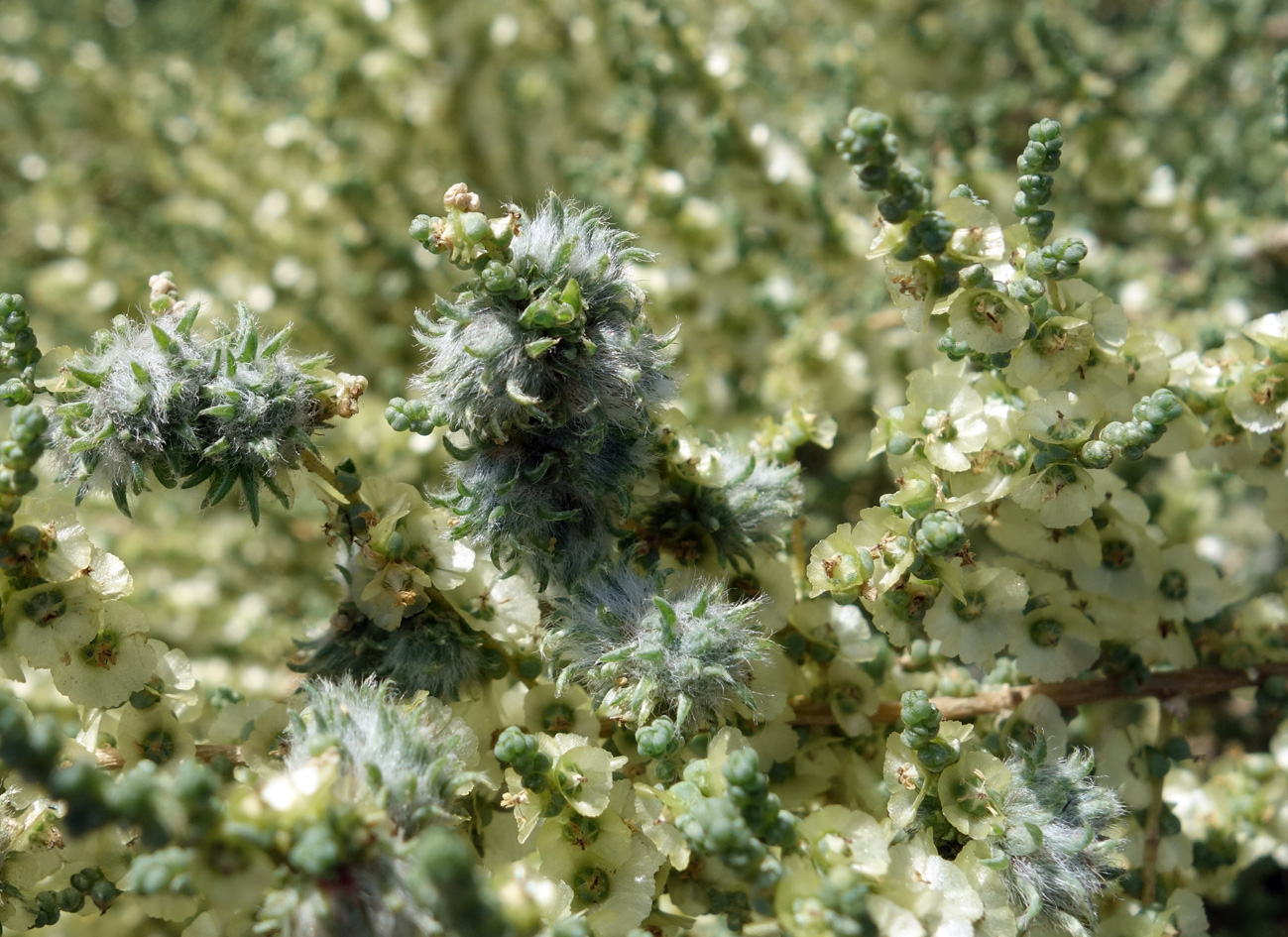 Изображение особи Salsola dendroides.