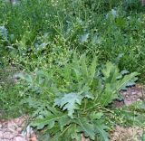 Crambe orientalis