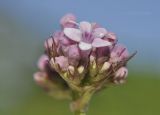 Valeriana coreana. Часть распускающегося соцветия. Приморский край, окр. пос. Дунай, опушка широколиственного леса. 31.05.2020.