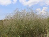 Gypsophila paniculata