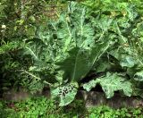 Brassica oleracea var. botrytis