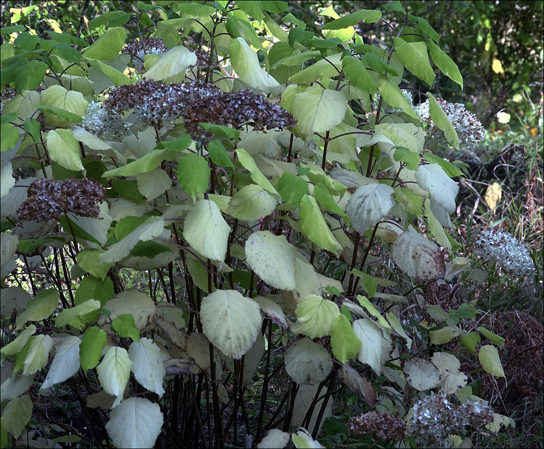 Изображение особи Hydrangea arborescens.