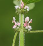 Leonurus quinquelobatus