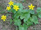 Caltha palustris