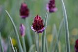 Allium atrosanguineum