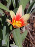 Tulipa kaufmanniana