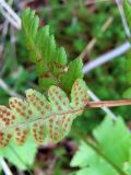 Dryopteris cristata