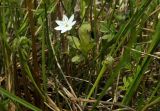 Trientalis arctica