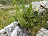 Senecio kolenatianus