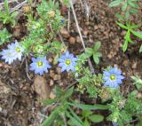 Gentiana squarrosa. Цветки и бутоны. Бурятия, р. Джида, окр. дер. Михайловка. 15.07.2009.