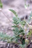 Erodium cicutarium. Листья. Таджикистан, заповедник \"Тигровая балка\", кордон \"Дарё-Куль\". 16.04.2011.