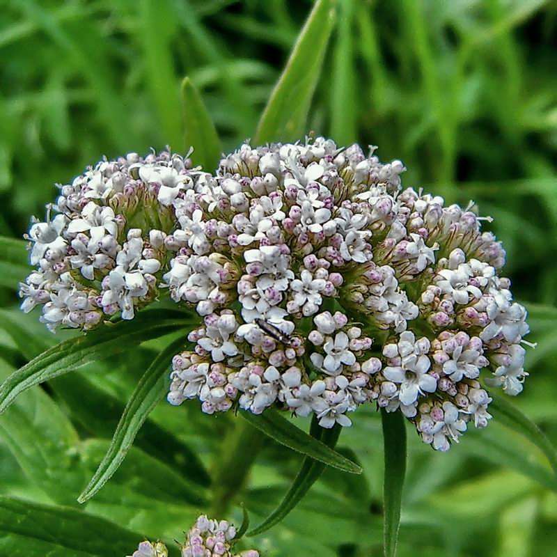 Изображение особи Valeriana officinalis.